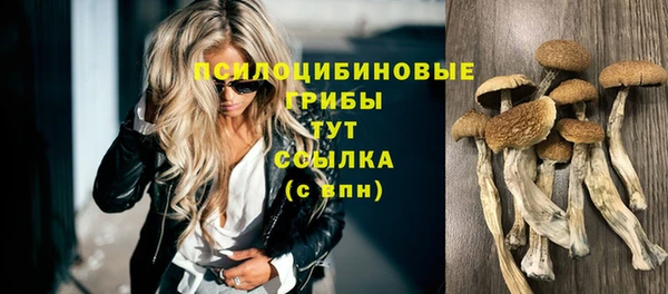 прущие крисы Новозыбков